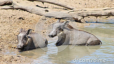 Warthog - Animal Babies (Piglets) at the Pool