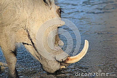 Warthog - Wildlife Background from Africa - Tusker Boar