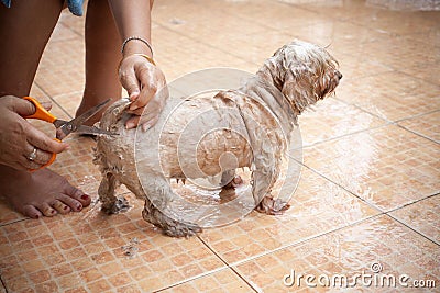 Washing dog in holiday at home