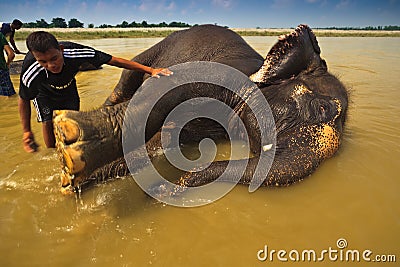 Washing Elephant s Feet During Bath in the River