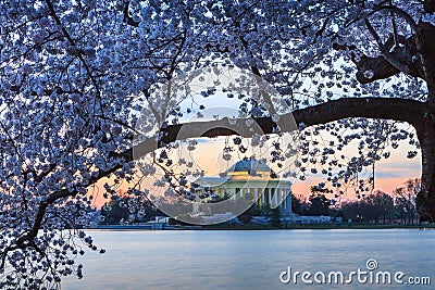 Washington DC Cherry Blossom Festival