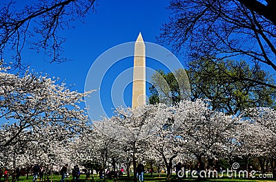 Washington, DC: Washington Monument and Flowering Cherry Trees