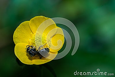 Wasp Bee on Ranunculus Yellow buttercup flower macro close up inside pollen 2