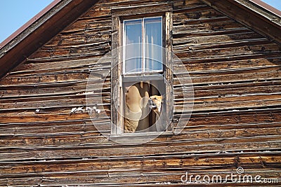 A watch-dog barking from a window