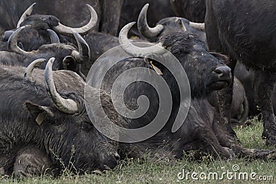 Water Buffalo