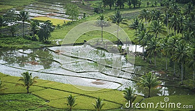 Water buffalo rice fields bohol philippines