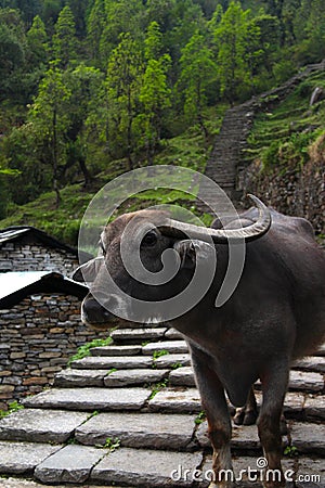 Water Buffalo on trail