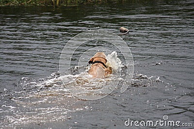 Water-dog retrieving a toy.