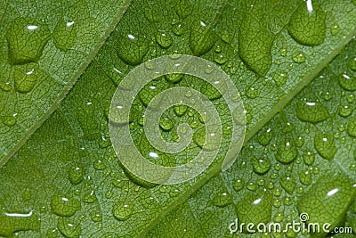 Water drops on green leafs background abstract