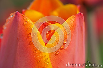 Water drops on tulip petal