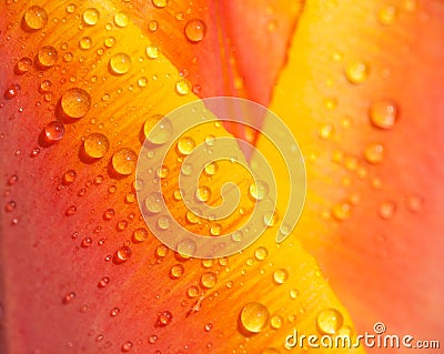 Water drops on tulip petal