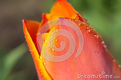 Water drops on tulip petal