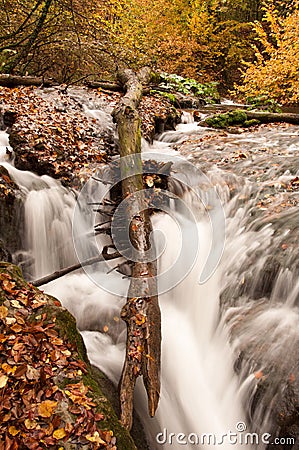 Water flow in the forest