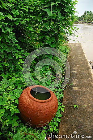 Water Jar & Climbing Plants