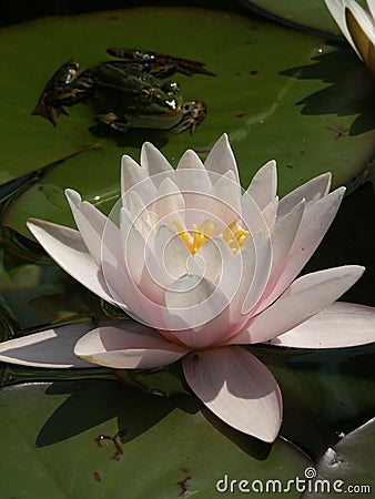 Water lilly with frog