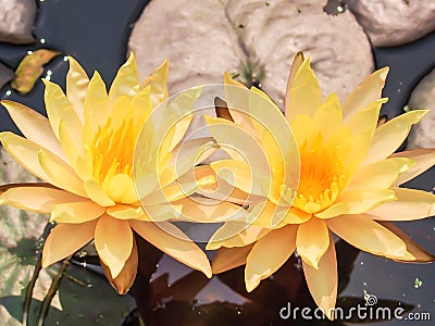 Water lily, yellow lotus