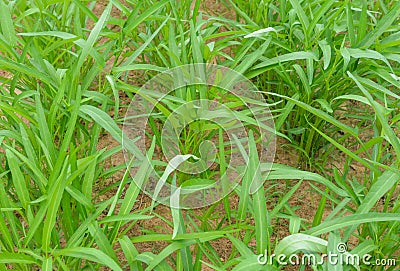 Water spinach plant