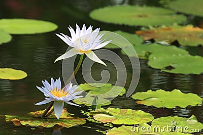 Water white lily