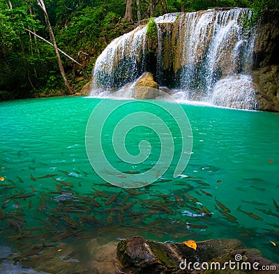 Waterfall and a blue pool with fish