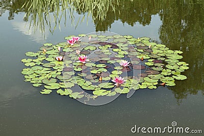 Waterlily flowers and a frog