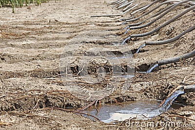 Wather irrigation method at an Agriculture Farming field