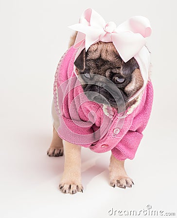 Wearing My Pink Sunday Best - Pug Puppy