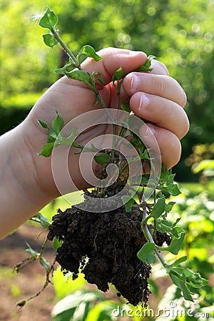 Weed with roots and soil held in child left hand.