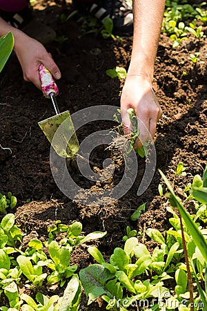 Weeding - gardening