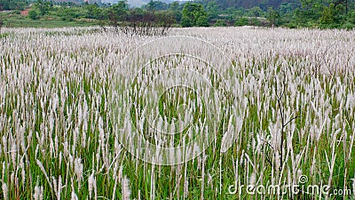 Weeds Of Countrysiae