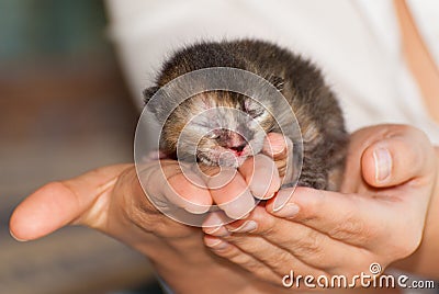 A week old kitten