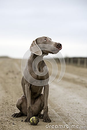 Weimaraner dog with a ball