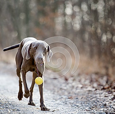 Weimaraner dog with a ball