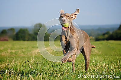 Weimaraner pointer running and jumping after catching the ball