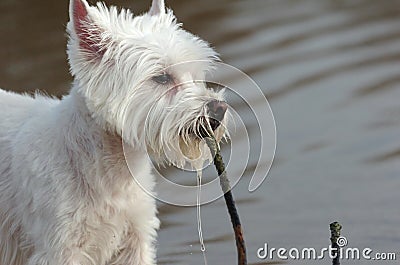 West highland white terrier in water