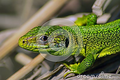 Western Green Lizard (Lacerta bilineata)