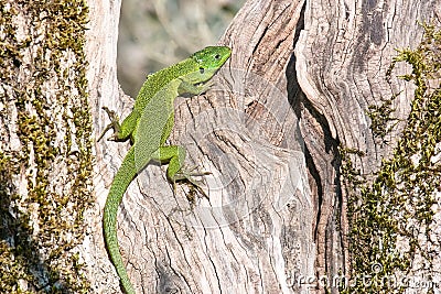 Western green lizard