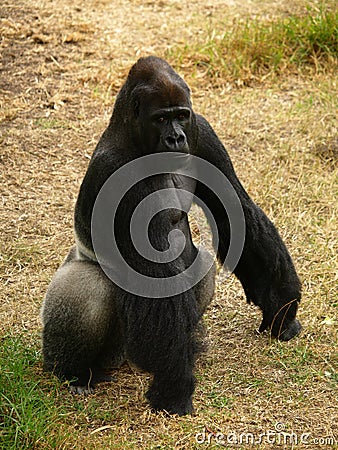 Western Lowland Gorilla