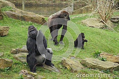 Western Lowland Gorilla - Gorilla gorilla gorilla