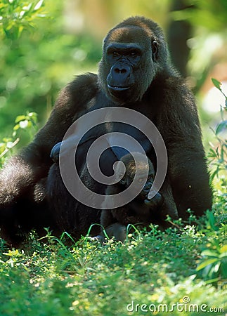 Western Lowland Gorilla (Gorilla gorilla gorilla), Africa