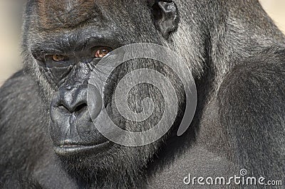 Western Lowland Gorilla Portrait