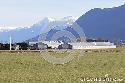 Western Washington Chicken Farm