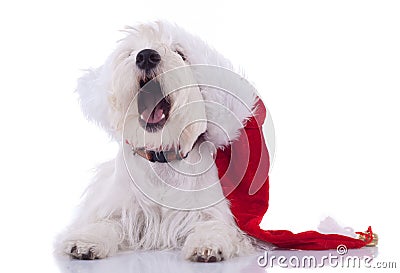 http://thumbs.dreamstime.com/x/westie-di-sleeppy-che-porta-la-protezione-della-santa-17098578.jpg