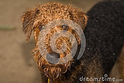Wet airedale terrier dog outside