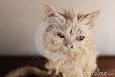 Wet cat