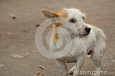 Wet and dirty stray dog