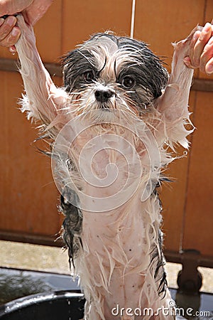 Wet dog after a bath.