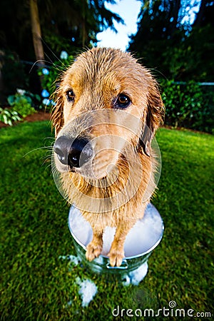 Wet Dog in a bubble bath