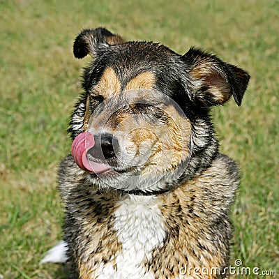 Wet Dog Outside, Licking his Lips