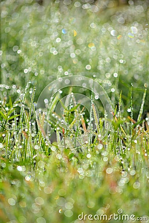 Wet Grass Bokeh with drops