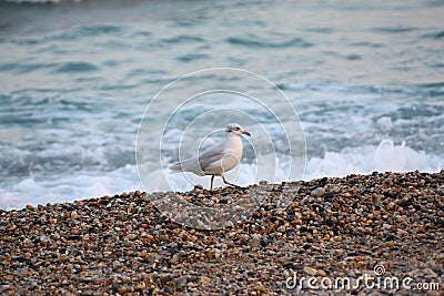Wet sea stones whith sea bird.